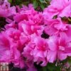 Rhododendron 'Wombat' (Azalea Group) -Outlet Hompson-morgan Store RHOD TKA1376 A