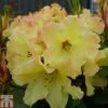 Rhododendron 'Nancy Evans' -Outlet Hompson-morgan Store RHOD TKA1480 A