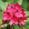 Rhododendron 'Nova Zembla' -Outlet Hompson-morgan Store RHOD TKA1482 A2