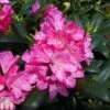 Rhododendron 'Kalinka' 2 Rhododendron 'Kalinka' -Outlet Hompson-morgan Store RHOD TKA1506 A