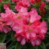 Rhododendron 'Surrey Heath' -Outlet Hompson-morgan Store RHOD TKA1524 A