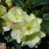 Rhododendron 'Lemon Dream' -Outlet Hompson-morgan Store RHOD TKA1532 A