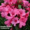 Rhododendron Dwarf Light Pink -Outlet Hompson-morgan Store RHODOD WINSOME WKC8279