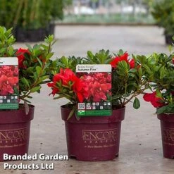 Rhododendron 'Encore Autumn Fire' (Azalea Group) -Outlet Hompson-morgan Store RHOD AUTUMN2