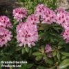 Rhododendron 'Cosmopolitan' -Outlet Hompson-morgan Store RHOD COSMO1