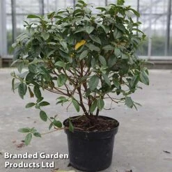 Rhododendron 'Praecox' 5 Rhododendron 'Praecox' -Outlet Hompson-morgan Store RHOD PRAECOX5L