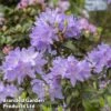 Rhododendron 'Praecox' -Outlet Hompson-morgan Store RHOD PRAECOX L30419