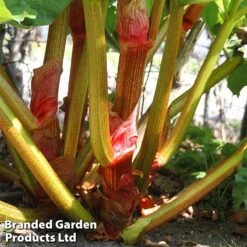 Rhubarb Taster's Collection -Outlet Hompson-morgan Store RHUB KC4676 D