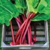 Rhubarb 'Raspberry Red' (Autumn Planting) -Outlet Hompson-morgan Store RHUB T15075 A h
