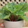 Rhubarb 'Sanvitos&reg; Summer' -Outlet Hompson-morgan Store RHUBARB 2