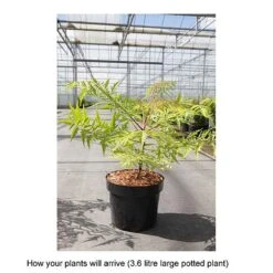 Rhus Typhina 'Tiger Eyes' 5 Rhus Typhina 'Tiger Eyes' -Outlet Hompson-morgan Store RHUS T68178 B h