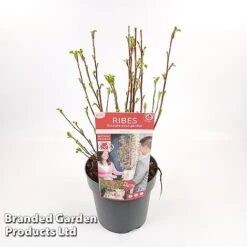 Ribes Sanguineum 'Amour' -Outlet Hompson-morgan Store RIBE AMOUR19CM S52482