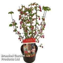 Ribes Sanguineum 'Amour' -Outlet Hompson-morgan Store RIBE AMOUR19CM S52483