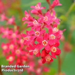 Ribes Sanguineum 'Amour' -Outlet Hompson-morgan Store RIBE AMOUR S52485