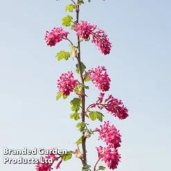 Ribes Sanguineum 'Amour' -Outlet Hompson-morgan Store RIBE AMOUR S52486