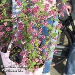Ribes Sanguineum 'Amour' -Outlet Hompson-morgan Store RIBE AMOUR S52487