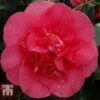 Camellia Japonica 'R.L. Wheeler' -Outlet Hompson-morgan Store RLWH 26829 A1