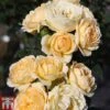Rose 'Happy Go Lucky' (Floribunda Rose) -Outlet Hompson-morgan Store ROSA TKA3484 A
