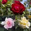Rose 'Breeder's Choice Collection' (Hybrid Tea Rose) -Outlet Hompson-morgan Store ROSE T59112P A h