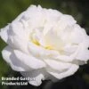 Rose 'Standard White'