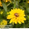 Rudbeckia Summerdaisy Double Gold -Outlet Hompson-morgan Store RUDB DBLGOLD T40842