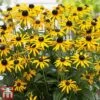 Rudbeckia Fulgida 'Little Goldstar' -Outlet Hompson-morgan Store RUDB LITTLEGOL1