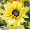 Rudbeckia Summerdaisy Double Apricot -Outlet Hompson-morgan Store RUDB SUNDDAPRI T41770
