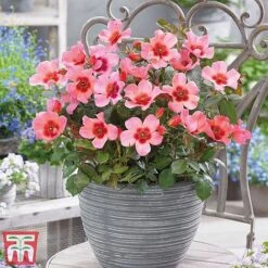 Rose 'Eyes Collection' -Outlet Hompson-morgan Store Rose coll21