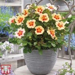 Rose 'Eyes Collection' -Outlet Hompson-morgan Store Rose coll31