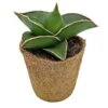 Samurai Dwarf Snake Plant - Rare Houseplant - 6cm Pot - Sansevieria Samurai -Outlet Hompson-morgan Store SAM