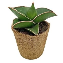 Samurai Dwarf Snake Plant - Rare Houseplant - 6cm Pot - Sansevieria Samurai