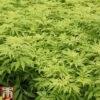 Sambucus Racemosa 'Sutherland Gold' -Outlet Hompson-morgan Store SAMB T58160 A