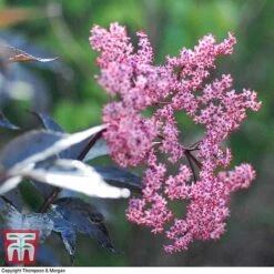 Sambucus Nigra F. Porphyrophylla 'Black Beauty'