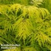 Sambucus Racemosa 'Lemony Lace' -Outlet Hompson-morgan Store SAMB LEMONYLAC W44992