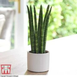 Easy Care Houseplant Collection -Outlet Hompson-morgan Store SANS KB1128 A1