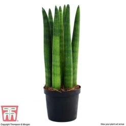 Sansevieria Cylindrica 'Straight' -Outlet Hompson-morgan Store SANS KB1128 D