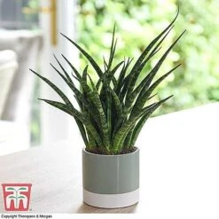 Easy Care Houseplant Collection -Outlet Hompson-morgan Store SANSF KB1720 A1
