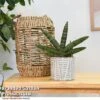Sansevieria Boncellensis -Outlet Hompson-morgan Store SANS BONCELLEN T47195