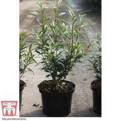 Sarcococca Hookeriana Var. Digyna -Outlet Hompson-morgan Store SARC T57985 C