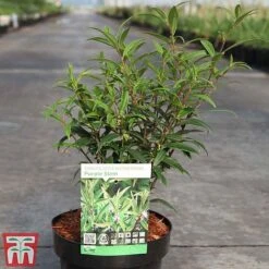 Sarcococca Hookeriana Var. Digyna 'Purple Stem' -Outlet Hompson-morgan Store SARC TKA3508 A