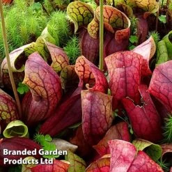 Sarracenia Purpurea Var. Montana -Outlet Hompson-morgan Store SARR MONTANA W46837