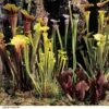 Sarracenia (Pitcher Plant) Mix -Outlet Hompson-morgan Store SARR NEWHYBMIX H26090