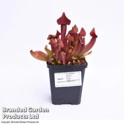 Sarracenia Purpurea 9 Sarracenia Purpurea -Outlet Hompson-morgan Store SARR PURPUR9CM T41631