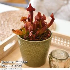 Sarracenia Purpurea 7 Sarracenia Purpurea -Outlet Hompson-morgan Store SARR PURPUREA T41633