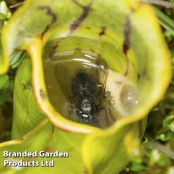 Sarracenia Purpurea 8 Sarracenia Purpurea -Outlet Hompson-morgan Store SARR PURPUREA W38122