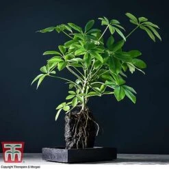 Lova Plant On Lava Rock - Gift -Outlet Hompson-morgan Store SCH WKB4656 A1