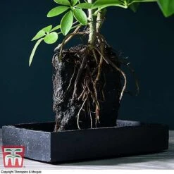 Lova Plant On Lava Rock - Gift -Outlet Hompson-morgan Store SCH WKB4656 B1