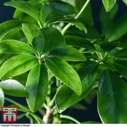 Lova Plant On Lava Rock - Gift -Outlet Hompson-morgan Store SCH WKB4656 D1