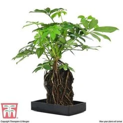 Lova Plant On Lava Rock - Gift -Outlet Hompson-morgan Store SCH WKB4656 E1