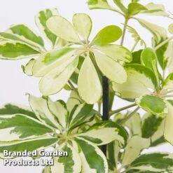 Schefflera Arboricola 'Charlotte' -Outlet Hompson-morgan Store SCHE CHARLOTTE W48796